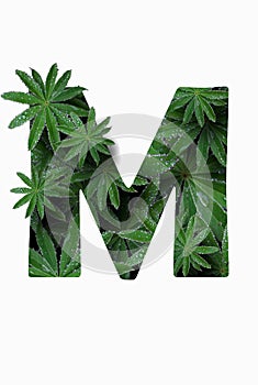 The English letter of the alphabet M, on a white background. A lupin flower leaf