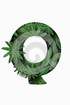 The English letter of the alphabet Q, on a white background. A lupin flower leaf