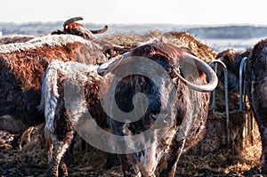English Longhorn cattle