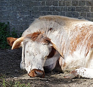 English Longhorn cow, lying down, brick wall