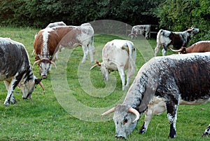 English Longhorn Cows