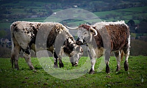 English Longhorns