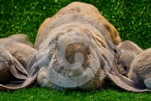 English lop