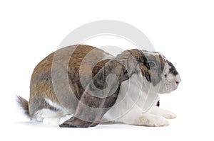 English Lop Rabbit photo