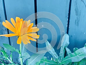 English marigold with blue wooden wall background.