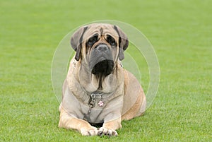 English Mastiff