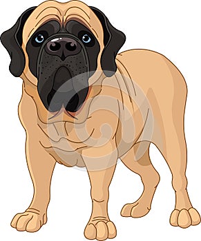 English Mastiff