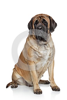 English Mastiff dog