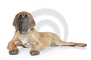 English mastiff dog (5 month)