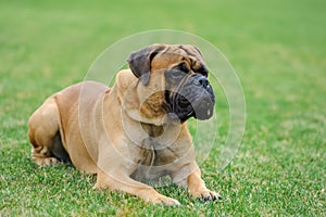 English Mastiff dog