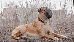 English Mastiff dog breed