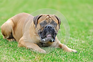 English Mastiff dog