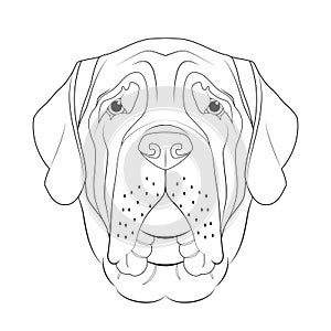 English Mastiff dog easy coloring cartoon vector illustration. Isolated on white background