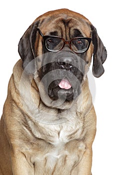 English Mastiff dog in glasses