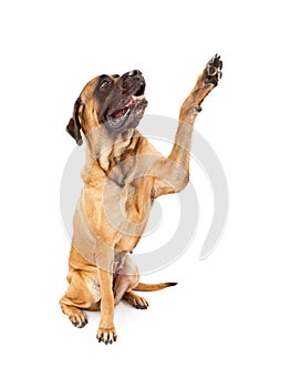 English Mastiff Dog High Five