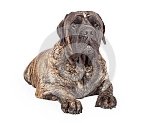 English Mastiff Dog Serious Expression