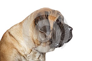 English mastiff dog. Side view