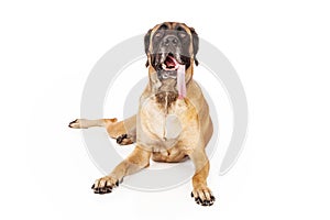 English Mastiff Dog With Tongue Out