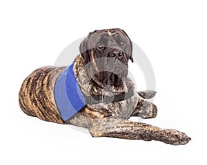 English Mastiff Dog Wearing Service Vest