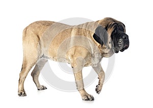 English Mastiff in studio