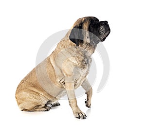 English Mastiff in studio