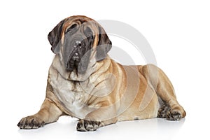 English Mastiff on white background