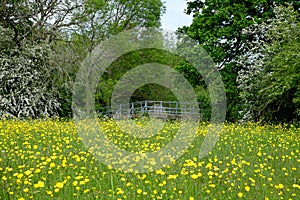 English meadow with spring flowers