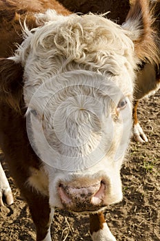 English Miniature Hereford close up
