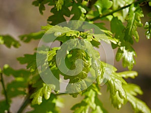 English oak