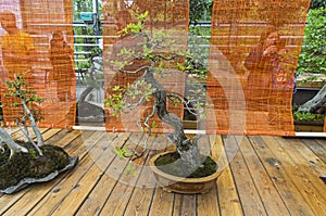 English oak - Bonsai in the style of