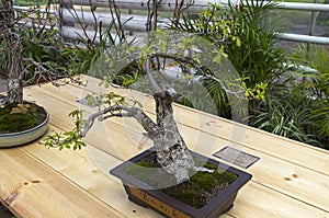 English oak - Bonsai in the style of