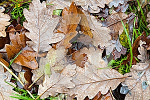 English Oak Leaves in Autumn