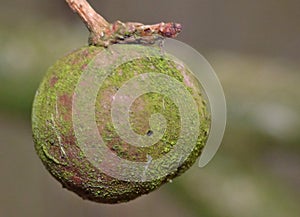 The English Oak or Pedunculate Oak Quercus