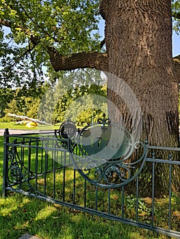 English oak planted 1775. Kharkiv City Central Park. Ukraine