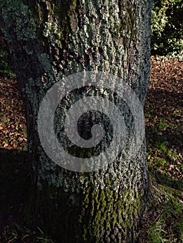 English Oak Quercus robur Tree Trunk Covered in Moss and Lichen Litchen