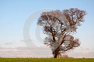 English oak stands strong in winter photo