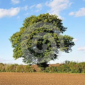 English Oak Tree