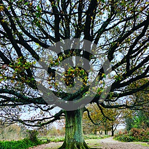 English oak tree in late autumn