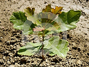 English oak tree sapling