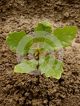 English oak tree sapling