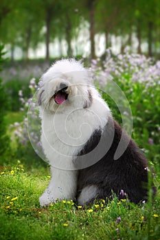 English old sheep dog