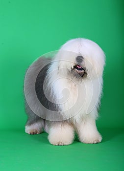 English old sheepdog