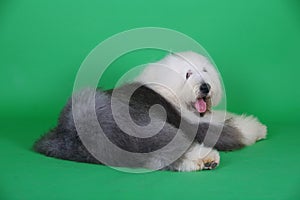 English old sheepdog