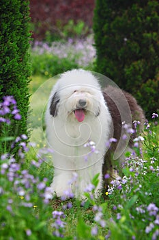 English old sheepdog photo