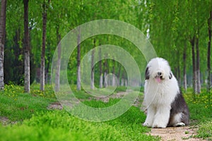 English old sheepdog