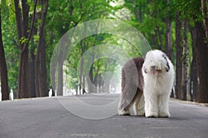 English old sheepdog photo