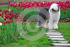 English old sheepdog