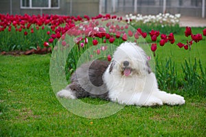 English old sheepdog photo