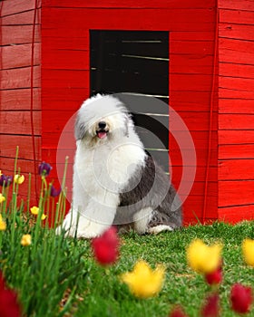 English old sheepdog