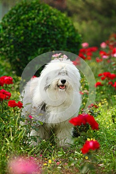 English old sheepdog